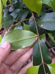 Syzygium