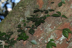 Tetrastigma obtectum