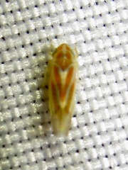 Erythridula