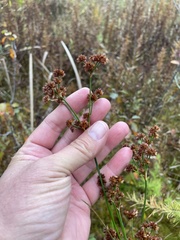 Juncus canadensis