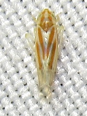 Erythridula