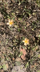 Modiolastrum malvifolium
