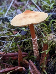 Cystoderma
