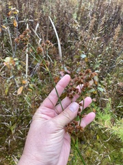 Juncus canadensis