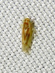 Erythridula