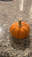 Cucurbita maxima maxima