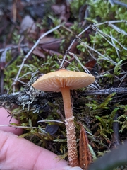 Cystoderma