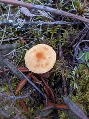 Cystoderma