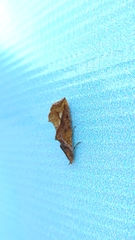 Syllectra