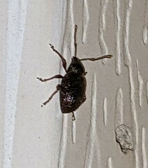 Otiorhynchus cribricollis