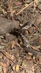Anthracinae