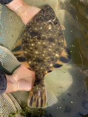 Platichthys stellatus