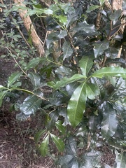 Peddiea africana