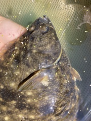 Platichthys stellatus