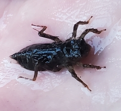 Libellulidae