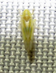 Erythridula
