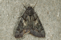 Catocala antinympha