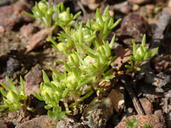 Siloxerus multiflorus