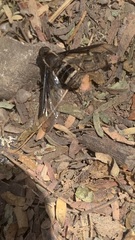 Anthracinae