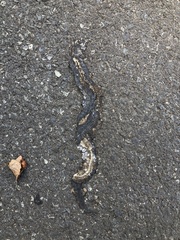 Hebius vibakari