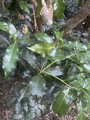 Peddiea africana