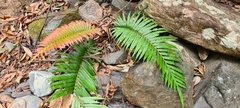 Blechnum orientale