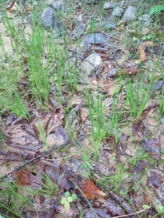 Juncus papillosus
