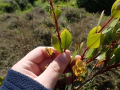 Metrosideros robusta