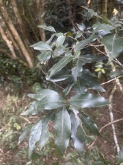 Cryptocarya transvaalensis