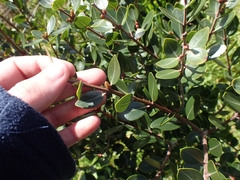 Metrosideros robusta