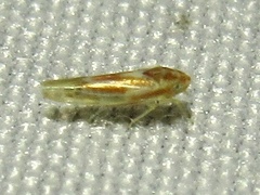 Erythridula