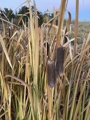 Typha