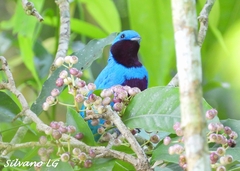 Cotinga amabilis