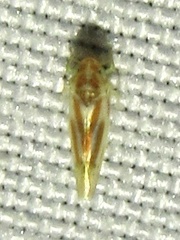 Erythridula