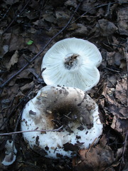 Russula densifolia