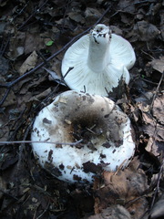 Russula densifolia
