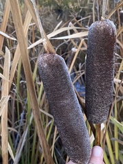 Typha