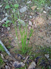 Juncus papillosus