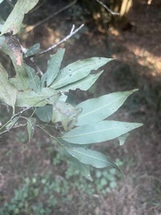 Cryptocarya transvaalensis