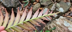 Blechnum orientale