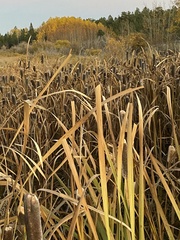 Typha