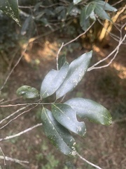 Cryptocarya transvaalensis