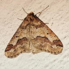 Erannis defoliaria