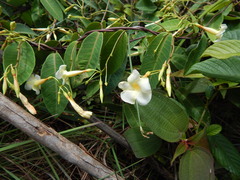 Odontadenia puncticulosa