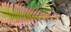 Blechnum orientale