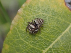 Euryattus bleekeri