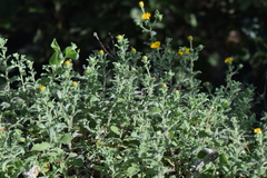 Heterotheca mucronata