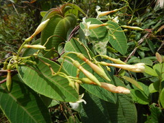 Odontadenia puncticulosa