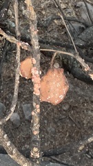 Fungi