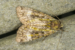 Anaplectoides prasina